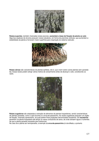 127 
Raízes-suportes, também chamadas raízes-escoras, aumentam a base de fixação da planta ao solo. Algumas espécies de árvores possuem raízes tubulares, em forma de pranchas verticais, que aumentam a estabilidade da planta e fornecem maior superfície para respiração do sistema radicular. 
Raízes aéreas são características de plantas epífetas, isto é, que vivem sobre outras plantas sem parasitá- las. Essas raízes podem atingir vários metros de comprimento antes de alcançar o solo, constituindo os cipós. 
Raízes sugadoras são adaptadas à extração de alimentos de plantas hospedeiras, sendo características de plantas parasitas, como o cipó-chumbo e a erva-de-passarinho. As raízes sugadoras possuem um órgão de fixação, chamado apreensório, do qual partem finas projeções denominadas haustórios. Os haustórios penetram na planta hospedeira até atingir os vasos condutores de seiva, de onde extraem água e nutrientes de que a planta parasita necessita para sobreviver. No caso de a planta ser hemiparasita, a exemplo da erva-de-passarinho (é clorofilada, e portanto  