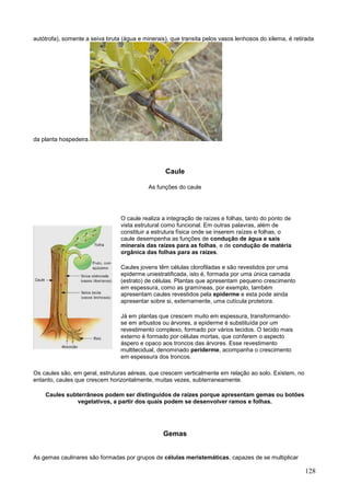 128 
autótrofa), somente a seiva bruta (água e minerais), que transita pelos vasos lenhosos do xilema, é retirada da planta hospedeira. 
Caule 
As funções do caule 
O caule realiza a integração de raízes e folhas, tanto do ponto de vista estrutural como funcional. Em outras palavras, além de constituir a estrutura física onde se inserem raízes e folhas, o caule desempenha as funções de condução de água e sais minerais das raízes para as folhas, e de condução de matéria orgânica das folhas para as raízes. 
Caules jovens têm células clorofiladas e são revestidos por uma epiderme uniestratificada, isto é, formada por uma única camada (estrato) de células. Plantas que apresentam pequeno crescimento em espessura, como as gramíneas, por exemplo, também apresentam caules revestidos pela epiderme e esta pode ainda apresentar sobre si, externamente, uma cutícula protetora. 
Já em plantas que crescem muito em espessura, transformando- se em arbustos ou árvores, a epiderme é substituída por um revestimento complexo, formado por vários tecidos. O tecido mais externo é formado por células mortas, que conferem o aspecto áspero e opaco aos troncos das árvores. Esse revestimento multitecidual, denominado periderme, acompanha o crescimento em espessura dos troncos. 
Os caules são, em geral, estruturas aéreas, que crescem verticalmente em relação ao solo. Existem, no entanto, caules que crescem horizontalmente, muitas vezes, subterraneamente. 
Caules subterrâneos podem ser distinguidos de raízes porque apresentam gemas ou botões vegetativos, a partir dos quais podem se desenvolver ramos e folhas. 
Gemas 
As gemas caulinares são formadas por grupos de células meristemáticas, capazes de se multiplicar  