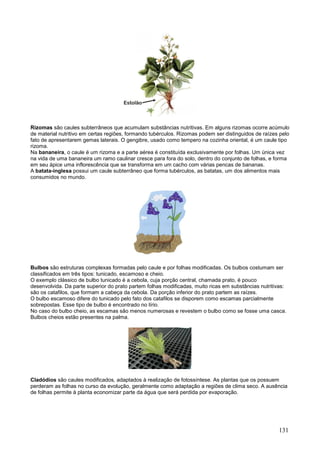 131 
Rizomas são caules subterrâneos que acumulam substâncias nutritivas. Em alguns rizomas ocorre acúmulo de material nutritivo em certas regiões, formando tubérculos. Rizomas podem ser distinguidos de raízes pelo fato de apresentarem gemas laterais. O gengibre, usado como tempero na cozinha oriental, é um caule tipo rizoma. Na bananeira, o caule é um rizoma e a parte aérea é constituída exclusivamente por folhas. Um única vez na vida de uma bananeira um ramo caulinar cresce para fora do solo, dentro do conjunto de folhas, e forma em seu ápice uma inflorescência que se transforma em um cacho com várias pencas de bananas. A batata-inglesa possui um caule subterrâneo que forma tubérculos, as batatas, um dos alimentos mais consumidos no mundo. 
Bulbos são estruturas complexas formadas pelo caule e por folhas modificadas. Os bulbos costumam ser classificados em três tipos: tunicado, escamoso e cheio. O exemplo clássico de bulbo tunicado é a cebola, cuja porção central, chamada prato, é pouco desenvolvida. Da parte superior do prato partem folhas modificadas, muito ricas em substâncias nutritivas: são os catafilos, que formam a cabeça da cebola. Da porção inferior do prato partem as raízes. O bulbo escamoso difere do tunicado pelo fato dos catafilos se disporem como escamas parcialmente sobrepostas. Esse tipo de bulbo é encontrado no lírio. No caso do bulbo cheio, as escamas são menos numerosas e revestem o bulbo como se fosse uma casca. Bulbos cheios estão presentes na palma. 
Cladódios são caules modificados, adaptados à realização de fotossíntese. As plantas que os possuem perderam as folhas no curso da evolução, geralmente como adaptação a regiões de clima seco. A ausência de folhas permite à planta economizar parte da água que será perdida por evaporação.  