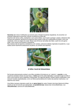 132 
Gavinhas são ramos modificados que servem para a fixação de plantas trepadeiras. Ao encontrar um substrato adequado as gavinhas crescem enrolando-se sobre ele. Espinhos são ramos curtos, resistentes e com ponta afiada, cuja função é proteger a planta, afastando dela animais que poderiam danificá-la.Os espinhos tanto podem surgir por modificações de folhas, como nas cactáceas, como se originar do caule. Nesse caso forma-se nas axilas das folas, a partir de uma gema axilar, como ocorre nos limoeiros e laranjeiras. Nas roseiras não há espinhos verdadeiros e sim acúleos, estruturas afiadas originadas da epiderme, o que explica serem facilmente destacáveis da planta, ao contrário dos espinhos. 
A folha: local da fotossíntese 
De formato extremamente variável, uma folha completa é formada por um “cabinho”, o pecíolo, e uma superfície achatada dotada de duas faces, o limbo percorrido pelas nervuras. A principal função da folha é servir como local em que é realizada a fotossíntese. Em algumas plantas, existem folhas modificadas e que exercem funções especializadas, como as folhas aprisionadoras de insetos das plantas insetívoras, e os espinhos dos cactos. Uma folha é sempre originada a partir de um gema lateral do caule. Existem dois tipos básicos de folhas quanto ao tipo de nervura que apresentam: as paralelinérveas, típicas das monocotiledôneas, e as reticulinérveas, comuns em eudicotiledôneas. 
 