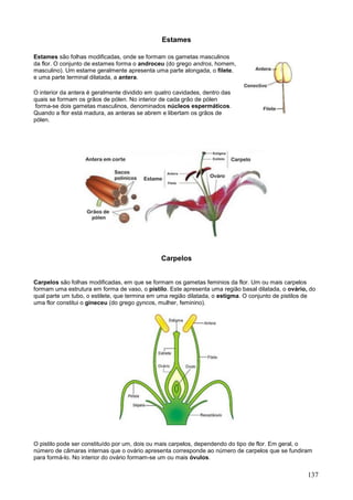 137 
Estames 
Estames são folhas modificadas, onde se formam os gametas masculinos da flor. O conjunto de estames forma o androceu (do grego andros, homem, masculino). Um estame geralmente apresenta uma parte alongada, o filete, e uma parte terminal dilatada, a antera. 
O interior da antera é geralmente dividido em quatro cavidades, dentro das quais se formam os grãos de pólen. No interior de cada grão de pólen forma-se dois gametas masculinos, denominados núcleos espermáticos. Quando a flor está madura, as anteras se abrem e libertam os grãos de pólen. 
Carpelos 
Carpelos são folhas modificadas, em que se formam os gametas feminios da flor. Um ou mais carpelos formam uma estrutura em forma de vaso, o pistilo. Este apresenta uma região basal dilatada, o ovário, do qual parte um tubo, o estilete, que termina em uma região dilatada, o estigma. O conjunto de pistilos de uma flor constitui o gineceu (do grego gyncos, mulher, feminino). 
O pistilo pode ser constituído por um, dois ou mais carpelos, dependendo do tipo de flor. Em geral, o número de câmaras internas que o ovário apresenta corresponde ao número de carpelos que se fundiram para formá-lo. No interior do ovário formam-se um ou mais óvulos.  