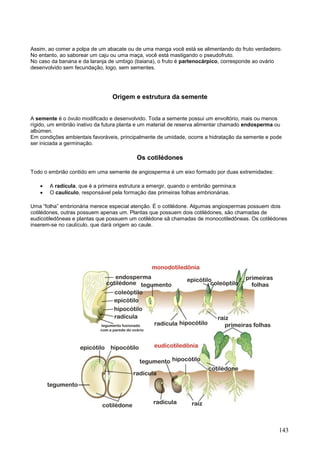 143 
Assim, ao comer a polpa de um abacate ou de uma manga você está se alimentando do fruto verdadeiro. No entanto, ao saborear um caju ou uma maça, você está mastigando o pseudofruto. No caso da banana e da laranja de umbigo (baiana), o fruto é partenocárpico, corresponde ao ovário desenvolvido sem fecundação, logo, sem sementes. 
Origem e estrutura da semente 
A semente é o óvulo modificado e desenvolvido. Toda a semente possui um envoltório, mais ou menos rígido, um embrião inativo da futura planta e um material de reserva alimentar chamado endosperma ou albúmen. Em condições ambientais favoráveis, principalmente de umidade, ocorre a hidratação da semente e pode ser iniciada a germinação. 
Os cotilédones 
Todo o embrião contido em uma semente de angiosperma é um eixo formado por duas extremidades: 
 A radícula, que é a primeira estrutura a emergir, quando o embrião germina;e 
 O caulículo, responsável pela formação das primeiras folhas embrionárias. 
Uma “folha” embrionária merece especial atenção. É o cotilédone. Algumas angiospermas possuem dois cotilédones, outras possuem apenas um. Plantas que possuem dois cotilédones, são chamadas de eudicotiledôneas e plantas que possuem um cotilédone sã chamadas de monocotiledôneas. Os cotilédones inserem-se no caulículo, que dará origem ao caule. 
 