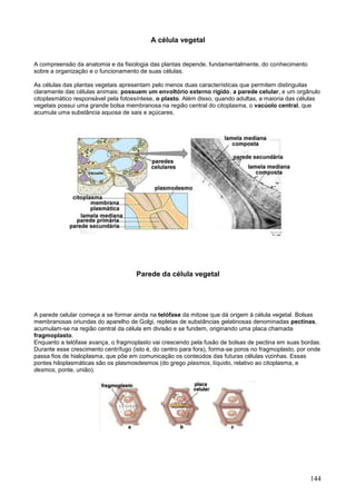 144 
A célula vegetal 
A compreensão da anatomia e da fisiologia das plantas depende, fundamentalmente, do conhecimento sobre a organização e o funcionamento de suas células. As células das plantas vegetais apresentam pelo menos duas características que permitem distinguilas claramente das células animais: possuem um envoltório externo rígido, a parede celular, e um orgânulo citoplasmático responsável pela fotossíntese, o plasto. Além disso, quando adultas, a maioria das células vegetais possui uma grande bolsa membranosa na região central do citoplasma, o vacúolo central, que acumula uma substância aquosa de sais e açúcares. 
Parede da célula vegetal 
A parede celular começa a se formar ainda na telófase da mitose que dá origem à célula vegetal. Bolsas membranosas oriundas do aparelho de Golgi, repletas de substâncias gelatinosas denominadas pectinas, acumulam-se na região central da célula em divisão e se fundem, originando uma placa chamada fragmoplasto. Enquanto a telófase avança, o fragmoplasto vai crescendo pela fusão de bolsas de pectina em suas bordas. Durante esse crescimento centrífugo (isto é, do centro para fora), forma-se poros no fragmoplasto, por onde passa fios de hialoplasma, que põe em comunicação os conteúdos das futuras células vizinhas. Essas pontes hiloplasmáticas são os plasmosdesmos (do grego plasmos, líquido, relativo ao citoplasma, e desmos, ponte, união). 
 
