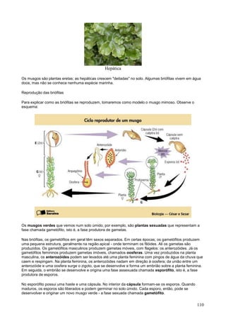 110 
Hepática 
Os musgos são plantas eretas; as hepáticas crescem "deitadas" no solo. Algumas briófitas vivem em água doce, mas não se conhece nenhuma espécie marinha. 
Reprodução das briófitas 
Para explicar como as briófitas se reproduzem, tomaremos como modelo o musgo mimoso. Observe o esquema: 
Os musgos verdes que vemos num solo úmido, por exemplo, são plantas sexuadas que representam a fase chamada gametófito, isto é, a fase produtora de gametas. 
Nas briófitas, os gametófitos em geral têm sexos separados. Em certas épocas, os gametófitos produzem uma pequena estrutura, geralmente na região apical - onde terminam os filóides. Ali os gametas são produzidos. Os gametófitos masculinos produzem gametas móveis, com flagelos: os anterozóides. Já os gametófitos femininos produzem gametas imóveis, chamados oosferas. Uma vez produzidos na planta masculina, os anterozóides podem ser levados até uma planta feminina com pingos de água da chuva que caem e respingam. Na planta feminina, os anterozóides nadam em direção à oosfera; da união entre um anterozóide e uma oosfera surge o zigoto, que se desenvolve e forma um embrião sobre a planta feminina. Em seguida, o embrião se desenvolve e origina uma fase assexuada chamada esporófito, isto é, a fase produtora de esporos. 
No esporófito possui uma haste e uma cápsula. No interior da cápsula formam-se os esporos. Quando maduros, os esporos são liberados e podem germinar no solo úmido. Cada esporo, então, pode se desenvolver e originar um novo musgo verde - a fase sexuada chamada gametófito.  