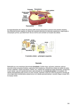 146 
As especializações das células das plantas estão sempre associadas à estrutura das paredes celulares. Nos diferentes tecidos vegetais as células têm paredes diferentes de diferentes espessuras, organização e composição química, que determinam não só a forma como também as funções das células. 
Conteúdo celular - principais organelas 
Vacúolo 
Delimitado por uma membrana denominada tonoplasto. Contém água, açúcares, proteínas; pode-se encontrar ainda compostos fenólicos, pigmentos como betalaínas, antocianinas cristais de oxalato de cálcio (drusas, estilóides, cristais prismáticos, rafídios, etc.). Muitas das substâncias estão dissolvidas, constituindo o suco celular, cujo pH é geralmente ácido, pela atividade de uma bomba de próton no tonoplasto. Em células especializadas pode ocorrer um único vacúolo, originado a partir da união de pequenos vacúolos de uma antiga célula meristemática (célula-tronco); em células parenquimáticas o vacúolo chega a ocupar 90% do espaço celular.  