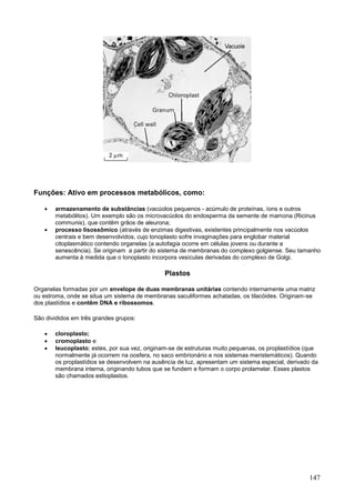 147 
Funções: Ativo em processos metabólicos, como: 
 armazenamento de substâncias (vacúolos pequenos - acúmulo de proteínas, íons e outros metabólitos). Um exemplo são os microvacúolos do endosperma da semente de mamona (Ricinus communis), que contêm grãos de aleurona; 
 processo lisossômico (através de enzimas digestivas, existentes principalmente nos vacúolos centrais e bem desenvolvidos, cujo tonoplasto sofre invaginações para englobar material citoplasmático contendo organelas (a autofagia ocorre em células jovens ou durante a senescência). Se originam a partir do sistema de membranas do complexo golgiense. Seu tamanho aumenta à medida que o tonoplasto incorpora vesículas derivadas do complexo de Golgi. 
Plastos 
Organelas formadas por um envelope de duas membranas unitárias contendo internamente uma matriz ou estroma, onde se situa um sistema de membranas saculiformes achatadas, os tilacóides. Originam-se dos plastídios e contêm DNA e ribossomos. 
São divididos em três grandes grupos: 
 cloroplasto; 
 cromoplasto e 
 leucoplasto; estes, por sua vez, originam-se de estruturas muito pequenas, os proplastídios (que normalmente já ocorrem na oosfera, no saco embrionário e nos sistemas meristemáticos). Quando os proplastídios se desenvolvem na ausência de luz, apresentam um sistema especial, derivado da membrana interna, originando tubos que se fundem e formam o corpo prolamelar. Esses plastos são chamados estioplastos. 
 