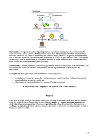 148 
Cloroplastos: Seu genoma codifica algumas proteínas específicas dessas organelas; contêm clorofila e estão associados à fase luminosa da fotossíntese, sendo mais diferenciados nas folhas. Seu sistema de tilacóides é formado por pilhas de membranas em forma de discos, chamado de granus; é nesse sistema que se encontra a clorofila. Na matriz ocorrem as reações de fixação de gás carbônico para a produção de carboidratos, além de aminoácidos, ácidos graxos e orgânicos. Pode haver formação de amido e lipídios, estes últimos em forma de glóbulos (plastoglóbulos). 
Cromoplastos: Portam pigmentos carotenóides (geralmente amarelos, alaranjados ou avermelhados); são encontrados em estruturas coloridas como pétalas, frutos e algumas raízes. Surgem a partir dos cloroplastos. 
Leucoplastos: Sem pigmentos; podem armazenar várias substâncias: 
 amiloplastos: armazenam amido. Ex.: em tubérculos de batatinha inglesa (Solanum tuberosum). 
 proteinoplastos: armazenam proteínas. 
 elaioplastos: armazenam lipídios. Ex.: abacate (Persea americana). 
Conteúdo celular - organelas em comum com células animais 
Núcleo 
Importante organela existente nas células eucariontes, constitui-se de duas membranas com um espaço entre si e contendo poros. Possui duas funções básicas: regular as reações químicas que ocorrem dentro da célula, e armazenar as informações genéticas da célula. Em seu interior distinguem-se o nucléolo e a cromatina. Durante a divisão celular, a cromatina se condensa em estruturas com formas de bastão, os cromossomos. 
 