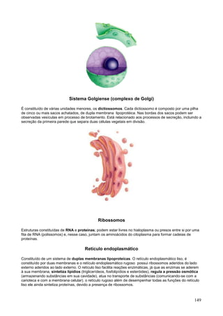 149 
Sistema Golgiense (complexo de Golgi) 
É constituído de várias unidades menores, os dictiossomos. Cada dictiossomo é composto por uma pilha de cinco ou mais sacos achatados, de dupla membrana lipoprotéica. Nas bordas dos sacos podem ser observadas vesículas em processo de brotamento. Está relacionado aos processos de secreção, incluindo a secreção da primeira parede que separa duas células vegetais em divisão. 
Ribossomos 
Estruturas constituídas de RNA e proteínas; podem estar livres no hialoplasma ou presos entre si por uma fita de RNA (polissomos) e, nesse caso, juntam os aminoácidos do citoplasma para formar cadeias de proteínas. 
Retículo endoplasmático 
Constituído de um sistema de duplas membranas lipoproteícas. O retículo endoplasmático liso, é constituído por duas membranas e o retículo endoplasmático rugoso possui ribossomos aderidos do lado externo aderidos ao lado externo. O retículo liso facilita reações enzimáticas, já que as enzimas se aderem à sua membrana, sintetiza lipídios (triglicerídeos, fosfolipídios e esteróides), regula a pressão osmótica (armazenando substâncias em sua cavidade), atua no transporte de substâncias (comunicando-se com a carioteca e com a membrana celular). o retículo rugoso além de desempenhar todas as funções do retículo liso ele ainda sintetiza proteínas, devido a presença de ribossomos.  