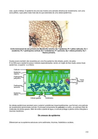 152 
(raiz, caule e folhas). A epiderme de uma raiz mostra uma camada cilíndrica de revestimento, com uma zona pilífera, cujos pelos nada mais são do que extensões de uma célula epidérmica. 
Corte transversal da raiz primária de Mandevilla velutina. Ep = epiderme; Pr = pêlos radicular; Ex = exoderme; Pc = parênquima cortical; En = endoderme; P = periciclo; Xp = xilema primária; Fp = floema primário. 
Caules jovens também são revestidos por uma fina epiderme não-dotada, porém, de pelos. É na folha que a epiderme possui notáveis especializações: sendo um órgão de face dupla, possui duas epidermes, a superior e a inferior. 
As células epidérmicas secretam para o exterior substâncias impermeabilizantes, que formam uma película de revestimento denominada cutícula. O principal componente da cutícula é a cutina, um polímero feito de moléculas de ácidos graxos. Além de evitar a perda de água, a cutícula protege a planta contra infecções e traumas mecânicos. 
Os anexos da epiderme 
Diferenciam-se na epiderme estruturas como estômatos, tricomas, hidatódios e acúleos. 
 
