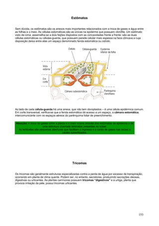 153 
Estômatos 
Sem dúvida, os estômatos são os anexos mais importantes relacionados com a troca de gases e água entre as folhas e o meio. As células estomáticas são as únicas na epiderme que possuem clorofila. Um estômato visto de cima, assemelha-se a dois feijões dispostos com as concavidades frente a frente: são as duas células estomáticas ou células-guarda, que possuem parede celular mais espessa na face côncava e cuja disposição deixa entre elas um espaço denominado fenda estomática ou ostíolo. 
Ao lado de cada célula-guarda há uma anexa, que não tem cloroplastos – é uma célula epidérmica comum. Em corte transversal, verifica-se que a fenda estomática dá acesso a um espaço, a câmara estomática, intercomunicante com os espaços aéreos do parênquima foliar de preenchimento. Atenção! A troca de gases entre a planta e o meio ocorre através dos estômatos da epiderme e de uma estrutura chamada lenticelas presentes no súber. As lenticelas são pequenas aberturas que facilitam o ingresso e a saída de gases nas raízes e caules suberificados. 
Tricomas 
Os tricomas são geralmente estruturas especializadas contra a perda de água por excesso de transpiração, ocorrendo em planta de clima quente. Podem ser, no entanto, secretores, produzindo secreções oleosas, digestivas ou urticantes. As plantas carnívoras possuem tricomas “digestivos” e a urtiga, planta que provoca irritação da pele, possui tricomas urticantes.  