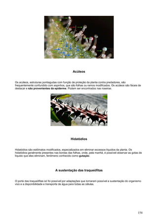 154 
Acúleos 
Os acúleos, estruturas pontiagudas com função de proteção da planta contra predadores, são frequentemente confundido com espinhos, que são folhas ou ramos modificados. Os acúleos são fáceis de destacar e são provenientes da epiderme. Podem ser encontrados nas roseiras. 
Hidatódios 
Hidatódios são estômatos modificados, especializados em eliminar excessos líquidos da planta. Os hidatódios geralmente presentes nas bordas das folhas, onde, pela manhã, é possível observar as gotas de líquido que eles eliminam, fenômeno conhecido como gutação. 
A sustentação das traqueófitas 
O porte das traqueófitas só foi possível por adaptações que tornaram possível a sustentação do organismo vivo e a disponibilidade e transporte de água para todas as células. 
 