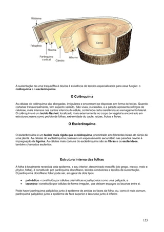 155 
A sustentação de uma traqueófita é devida à existência de tecidos especializados para essa função: o colênquima e o esclerênquima. 
O Colênquima 
As células do colênquima são alongadas, irregulares e encontram-se dispostas em forma de feixes. Quando cortadas transversalmente, têm aspecto variado. São vivas, nucleadas, e a parede apresenta reforços de celulose, mais intensos nos cantos internos da célula, conferindo certa resistência ao esmagamento lateral. O colênquima é um tecido flexível, localizado mais externamente no corpo do vegetal e encontrado em estruturas jovens como pecíolo de folhas, extremidade do caule, raízes, frutos e flores. 
O Esclerênquima 
O esclerênquima é um tecido mais rígido que o colênquima, encontrado em diferentes locais do corpo de uma planta. As células do esclerênquima possuem um espessamento secundário nas paredes devido à impregnação de lignina. As células mais comuns do esclerênquima são as fibras e os esclerídeos, também chamados escleritos. 
Estrutura interna das folhas 
A folha é totalmente revestida pela epiderme, e seu interior, denominado mesófilo (do grego, mesos, meio e phylon, folha), é constituído por parênquima clorofiliano, tecidos condutores e tecidos de sustentação. O parênquima clorofiliano foliar pode ser, em geral de dois tipos: 
 palisádico - constituído por células prismáticas e justapostos como uma paliçada, e 
 lacunoso -constituído por células de forma irregular, que deixam espaços ou lacunas entre si. 
Pode haver parênquima paliçádico junto à epiderme de ambas as faces da folha, ou, como é mais comum, parênquima paliçádico junto a epiderme da face superior e lacunoso junto à inferior.  