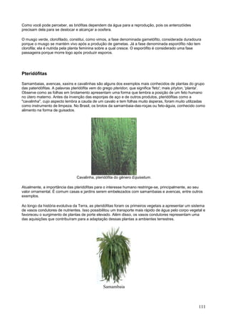 111 
Como você pode perceber, as briófitas dependem da água para a reprodução, pois os anterozóides precisam dela para se deslocar e alcançar a oosfera. 
O musgo verde, clorofilado, constitui, como vimos, a fase denominada gametófito, considerada duradoura porque o musgo se mantém vivo após a produção de gametas. Já a fase denominada esporófito não tem clorofila; ela é nutrida pela planta feminina sobre a qual cresce. O esporófito é considerado uma fase passageira porque morre logo após produzir esporos. 
Pteridófitas 
Samambaias, avencas, xaxins e cavalinhas são alguns dos exemplos mais conhecidos de plantas do grupo das pateridófitas. A palavras pteridófita vem do grego pteridon, que significa 'feto'; mais phyton, 'planta'. Observe como as folhas em brotamento apresentam uma forma que lembra a posição de um feto humano no útero materno. Antes da invenção das esponjas de aço e de outros produtos, pteridófitas como a "cavalinha", cujo aspecto lembra a cauda de um cavalo e tem folhas muito ásperas, foram muito utilizadas como instrumento de limpeza. No Brasil, os brotos da samambaia-das-roças ou feto-águia, conhecido como alimento na forma de guisados. 
Cavalinha, pteridófita do gênero Equisetum. 
Atualmente, a importância das pteridófitas para o interesse humano restringe-se, principalmente, ao seu valor ornamental. É comum casas e jardins serem embelezados com samambaias e avencas, entre outros exemplos. 
Ao longo da história evolutiva da Terra, as pteridófitas foram os primeiros vegetais a apresentar um sistema de vasos condutores de nutrientes. Isso possibilitou um transporte mais rápido de água pelo corpo vegetal e favoreceu o surgimento de plantas de porte elevado. Além disso, os vasos condutores representam uma das aquisições que contribuíram para a adaptação dessas plantas a ambientes terrestres. 
Samambaia  