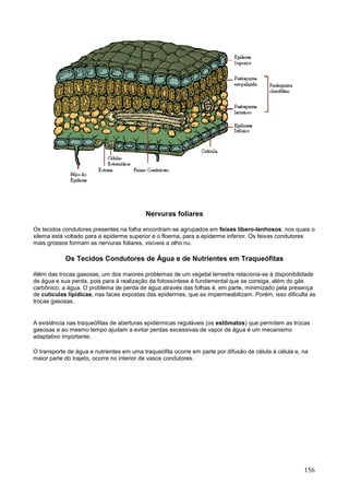 156 
Nervuras foliares 
Os tecidos condutores presentes na folha encontram-se agrupados em feixes libero-lenhosos, nos quais o xilema está voltado para a epiderme superior e o floema, para a epiderme inferior. Os feixes condutores mais grossos formam as nervuras foliares, visíveis a olho nu. 
Os Tecidos Condutores de Água e de Nutrientes em Traqueófitas 
Além das trocas gasosas, um dos maiores problemas de um vegetal terrestre relaciona-se à disponibilidade de água e sua perda, pois para à realização da fotossíntese é fundamental que se consiga, além do gás carbônico, a água. O problema de perda de água através das folhas é, em parte, minimizado pela presença de cutículas lipídicas, nas faces expostas das epidermes, que as impermeabilizam. Porém, isso dificulta as trocas gasosas. 
A existência nas traqueófitas de aberturas epidérmicas reguláveis (os estômatos) que permitem as trocas gasosas e ao mesmo tempo ajudam a evitar perdas excessivas de vapor de água é um mecanismo adaptativo importante. 
O transporte de água e nutrientes em uma traqueófita ocorre em parte por difusão de célula à célula e, na maior parte do trajeto, ocorre no interior de vasos condutores. 
 