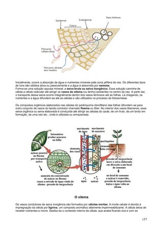 157 
Inicialmente, ocorre a absorção de água e nutrientes minerais pela zona pilífera da raiz. Os diferentes tipos de íons são obtidos ativa ou passivamente e a água é absorvida por osmose. Forma-se uma solução aquosa mineral, a seiva bruta ou seiva inorgânica. Essa solução caminha de célula a célula radicular até atingir os vasos do xilema (ou lenho) existentes no centro da raiz. A partir daí, o transporte dessa seiva ocorre integralmente dentro dos vasos lenhosos até as folhas. Lá chegando, os nutrientes e a água difundem-se até as células e são utilizados no processo da fotossíntese. 
Os compostos orgânicos elaborados nas células do parênquima clorofiliano das folhas difundem-se para outro conjunto de vasos do tecido condutor chamado floema ou líber. No interior dos vasos liberianos, essa seiva orgânica ou seiva elaborada é conduzida até atingir as células do caule, de um fruto, de um broto em formação, de uma raiz etc., onde é utilizada ou armazenada. 
O xilema 
Os vasos condutores de seiva inorgânica são formados por células mortas. A morte celular é devida à impregnação da célula por lignina, um composto aromático altamente impermeabilizante. A célula deixa de receber nutrientes e morre. Desfaz-se o conteúdo interno da célula, que acaba ficando oca e com as  