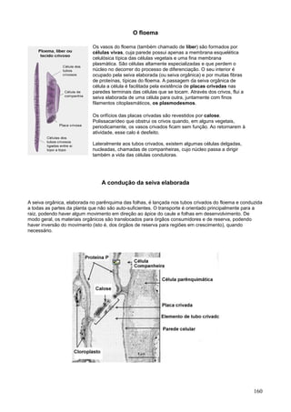 160 
O floema 
Os vasos do floema (também chamado de líber) são formados por células vivas, cuja parede possui apenas a membrana esquelética celulósica típica das células vegetais e uma fina membrana plasmática. São células altamente especializadas e que perdem o núcleo no decorrer do processo de diferenciação. O seu interior é ocupado pela seiva elaborada (ou seiva orgânica) e por muitas fibras de proteínas, típicas do floema. A passagem da seiva orgânica de célula a célula é facilitada pela existência de placas crivadas nas paredes terminais das células que se tocam. Através dos crivos, flui a seiva elaborada de uma célula para outra, juntamente com finos filamentos citoplasmáticos, os plasmodesmos. 
Os orifícios das placas crivadas são revestidos por calose. Polissacarídeo que obstrui os crivos quando, em alguns vegetais, periodicamente, os vasos crivados ficam sem função. Ao retornarem à atividade, esse calo é desfeito. Lateralmente aos tubos crivados, existem algumas células delgadas, nucleadas, chamadas de companheiras, cujo núcleo passa a dirigir também a vida das células condutoras. 
A condução da seiva elaborada 
A seiva orgânica, elaborada no parênquima das folhas, é lançada nos tubos crivados do floema e conduzida a todas as partes da planta que não são auto-suficientes. O transporte é orientado principalmente para a raiz, podendo haver algum movimento em direção ao ápice do caule e folhas em desenvolvimento. De modo geral, os materiais orgânicos são translocados para órgãos consumidores e de reserva, podendo haver inversão do movimento (isto é, dos órgãos de reserva para regiões em crescimento), quando necessário. 
 