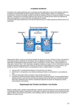 161 
A hipótese de Münch 
A hipótese mais aceita atualmente para a condução da seiva elaborada é a que foi formulada por Münch e se baseia na movimentação de toda a solução do floema, incluindo água e solutos. É a hipótese do arrastamento mecânico da solução, também chamada de hipótese do fluxo em massa da solução. Por essa hipótese, o transporte de compostos orgânicos seria devido a um deslocamento rápido de moléculas de água que arrastariam, no seu movimento, as moléculas em solução. A compreensão dessa hipótese fica mais fácil acompanhando-se o modelo sugerido por Münch para a sua explicação. 
Observando a figura, conclui-se que haverá ingresso de água por osmose, do frasco A para o osmômetro 1, e do frasco B para o osmômetro 2. No entanto, como a solução do osmômetro 1 é mais concentrada, a velocidade de passagem de água do frasco A para o osmômetro 1 é maior. Assim, a água tenderá a se dirigir para o tubo de vidro 1 com velocidade, arrastando moléculas de açúcar. Como o osmômetro 2 passa a receber mais água, esta passa para o frasco B. Do frasco B, a água passa para o tubo de vidro 2, em direção ao frasco A. Podemos fazer a correspondência entre o modelo anterior e uma planta: 
 Tubo de vidro 1 corresponde ao floema e o tubo de vidro 2 ao xilema; 
 Osmômetro 1 corresponde a uma célula do parênquima foliar e o osmômetro 2, a uma célula da raiz; 
 Frasco A representa a folha, enquanto o frasco B representa a raiz; 
 As células do parênquima foliar realizam fotossíntese e produzem glicose. A concentração dessas células aumenta, o que faz com que absorvam água do xilema das nervuras. O excesso de água absorvida é deslocado para o floema, arrastando moléculas de açúcar em direção aos centros consumidores ou de reserva. 
Organização dos Tecidos nas Raízes e nos Caules 
Raízes e caules jovens, cortados transversalmente, mostram que são formados por uma reunião de tecidos. A disposição desses tecidos é específica em cada órgão e constitui uma estrutura interna primária típica de cada um deles. Uma estrutura secundária, mais complexa, pode ser vista quando ocorre um aumento no diâmetro do caule e da raiz. 
 