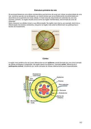 162 
Estrutura primária da raiz 
Se acompanhássemos uma célula meristemática que terminou de surgir por mitose na extremidade de uma raiz, veríamos que ela vai se alongando, ao mesmo tempo que vai se distanciando da extremidade em decorrência do surgimento de novas células. A maior taxa de crescimento em extensão de uma raiz, ocorrerá, portanto, na região situada pouco acima da região meristemática, denominada de zona de distensão. Após crescerem as células iniciam a sua diferenciação. Na região mais interna, por exemplo, terá início a diferenciação dos tecidos condutores, enquanto na região mais externa diferenciam-se parênquimas e tecidos de revestimento. 
Córtex 
A região mais periférica da raiz jovem diferenciam-se em epiderme, tecido formado por uma única camada de células achatadas e justapostas. Na região abaixo da epiderme, chamada córtex, diferencia-se o parênquima cortical, constituído por várias camadas de células relativamente pouco especializadas. 
 