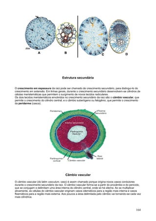 164 
Estrutura secundária 
O crescimento em espessura da raiz pode ser chamado de crescimento secundário, para distingui-lo do crescimento em extensão. Em linhas gerais, durante o crescimento secundário desenvolvem-se cilindros de células meristemáticas que permitem o surgimento de novos tecidos radiculares. Os dois tecidos meristemáticos envolvidos no crescimento secundário da raiz são o câmbio vascular, que permite o crescimento do cilindro central, e o câmbio suberógeno ou felogênio, que permite o crescimento da periderme (casca). 
Câmbio vascular 
O câmbio vascular (do latim vasculum, vaso) é assim chamado porque origina novos vasos condutores durante o crescimento secundário da raiz. O câmbio vascular forma-se a partir do procâmbio e do periciclo, que se conjugam e delimitam uma área interna do cilindro central, onde só há xilema. Ao se multiplicar ativamente, as células do câmbio vascular originam vasos xilemáticos para a região mais interna e vasos floemáticos para a região mais externa. Aos poucos a área delimitada pelo câmbio vai tornando-se cada vez mais cilíndrica.  