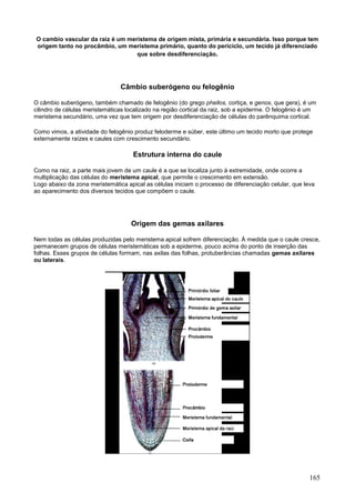 165 
O cambio vascular da raiz é um meristema de origem mista, primária e secundária. Isso porque tem origem tanto no procâmbio, um meristema primário, quanto do periciclo, um tecido já diferenciado que sobre desdiferenciação. 
Câmbio suberógeno ou felogênio 
O câmbio suberógeno, também chamado de felogênio (do grego phellos, cortiça, e genos, que gera), é um cilindro de células meristemáticas localizado na região cortical da raiz, sob a epiderme. O felogênio é um meristema secundário, uma vez que tem origem por desdiferenciação de células do parênquima cortical. 
Como vimos, a atividade do felogênio produz feloderme e súber, este último um tecido morto que protege externamente raízes e caules com crescimento secundário. 
Estrutura interna do caule 
Como na raiz, a parte mais jovem de um caule é a que se localiza junto à extremidade, onde ocorre a multiplicação das células do meristema apical, que permite o crescimento em extensão. Logo abaixo da zona meristemática apical as células iniciam o processo de diferenciação celular, que leva ao aparecimento dos diversos tecidos que compõem o caule. 
Origem das gemas axilares 
Nem todas as células produzidas pelo meristema apical sofrem diferenciação. À medida que o caule cresce, permanecem grupos de células meristemáticas sob a epiderme, pouco acima do ponto de inserção das folhas. Esses grupos de células formam, nas axilas das folhas, protuberâncias chamadas gemas axilares ou laterais. 
 
