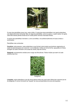 112 
Xaxins 
O corpo das pteridófitas possui raiz, caule e folha. O caule das atuais pteridófitas é em geral subterrâneo, com desenvolvimento horizontal. Mas, em algumas pteridófitas, como os xaxins, o caule é aéreo. Em geral, cada folha dessas plantas divide-se em muitas partes menores chamadas folíolos. 
A maioria das pteridófitas é terrestre e, como as briófitas, vive preferencialmente em locais úmidos e sombreados. 
Pteridófitas mais conhecidas 
Cavalinha: porte pequeno, caule subterrâneo e que formam ramos eretos que lembram vagamente um caule de cana-de-açucar com cerca de 1 cm de diâmetro. Folhas em forma de fios, agrupadas em feixes, emergem do caule e lembram uma cauda de cavalo (veja foto acima). 
Selaginela: erroneamente vendida como musgo nas floriculturas. Folhas miúdas que saem do caule cilíndrico bem fino. 
Selaginela 
Licopódio: caule subterrâneo e que dá ramos aéreos eretos dos quais saem folhas bem menores que as da selaginela. É comum formarem-se "buquês" de rosa acompanhados de ramos de licopódios.  