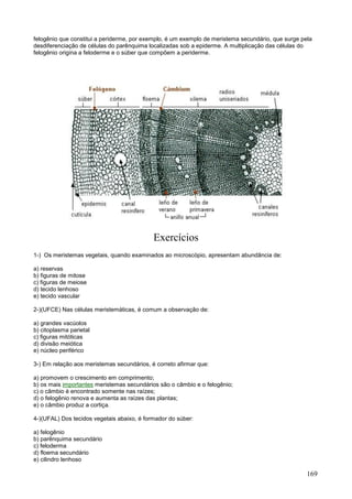 169 
felogênio que constitui a periderme, por exemplo, é um exemplo de meristema secundário, que surge pela desdiferenciação de células do parênquima localizadas sob a epiderme. A multiplicação das células do felogênio origina a feloderme e o súber que compõem a periderme. 
Exercícios 
1-) Os meristemas vegetais, quando examinados ao microscópio, apresentam abundância de: 
a) reservas 
b) figuras de mitose 
c) figuras de meiose 
d) tecido lenhoso 
e) tecido vascular 
2-)(UFCE) Nas células meristemáticas, é comum a observação de: 
a) grandes vacúolos 
b) citoplasma parietal 
c) figuras mitóticas 
d) divisão meiótica 
e) núcleo periférico 
3-) Em relação aos meristemas secundários, é correto afirmar que: 
a) promovem o crescimento em comprimento; 
b) os mais importantes meristemas secundários são o câmbio e o felogênio; 
c) o câmbio é encontrado somente nas raízes; 
d) o felogênio renova e aumenta as raízes das plantas; 
e) o câmbio produz a cortiça. 
4-)(UFAL) Dos tecidos vegetais abaixo, é formador do súber: 
a) felogênio 
b) parênquima secundário 
c) feloderma 
d) floema secundário 
e) cilindro lenhoso  