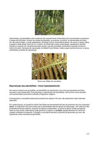 113 
Samambaias: As pteridófitas mais modernas são popularmente conhecidas como samambaias e pertencem à classe das filícíneas. Incluem as rendas portuguesas, as avencas, os xaxins, as samambaias de metro etc. Na maioria delas, o caule subterrâneo, chamado rizoma, forma folhas aéreas. No xaxim o caule é aéreo e estério e pode atingir cerca de 2 a 3 metros. As folhas são muitas vezes longas, apresentam divisões (folíolos) e crescem em comprimento pelas pontas, que são enroladas, lembrando a posição do feto no interior do útero. Na época de reprodução, os folíolos ficam férteis e neles surgem pontos escuros, os soros, verdadeiras unidades de reprodução. 
Soros nas folhas de samabaia. 
Reprodução das pteridófitas - Ciclo haplodiplobionte 
Da mesma maneira que as briófitas, as pteridófitas se reproduzem num ciclo que apresenta uma fase sexuada e outra assexuada. Para descrever a reprodução nas pteridófitas, vamos tomar como exemplo uma samambaias comumente cultivada (Polypodium vulgare). 
A samambaia é uma planta assexuada produtora de esporos. Por isso, ela representa a fase chamada esporófito. 
Em certas épocas, na superfície inferior das folhas da samambaias formam-se pontinhos escuros chamados soros. O surgimento dos soros indica que a samambaias está em época de reprodução - em cada soro são produzidos inúmeros esporos. Quando os esporos amadurecem, os soros se abrem. Então os esporos caem no solo úmido; cada esporo pode germinar e originar um protalo, aquela plantinha em forma de coração mostrada no esquema. O protalo é uma planta sexuada, produtora de gamentas; por isso, ele representa a fase chamada de gametófito.  