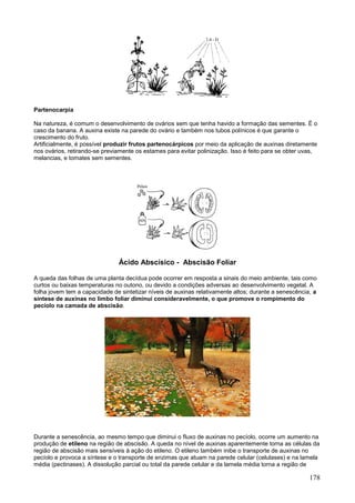 178 
Partenocarpia Na natureza, é comum o desenvolvimento de ovários sem que tenha havido a formação das sementes. É o caso da banana. A auxina existe na parede do ovário e também nos tubos polínicos é que garante o crescimento do fruto. Artificialmente, é possível produzir frutos partenocárpicos por meio da aplicação de auxinas diretamente nos ovários, retirando-se previamente os estames para evitar polinização. Isso é feito para se obter uvas, melancias, e tomates sem sementes. 
Ácido Abscísico - Abscisão Foliar 
A queda das folhas de uma planta decídua pode ocorrer em resposta a sinais do meio ambiente, tais como curtos ou baixas temperaturas no outono, ou devido a condições adversas ao desenvolvimento vegetal. A folha jovem tem a capacidade de sintetizar níveis de auxinas relativamente altos; durante a senescência, a síntese de auxinas no limbo foliar diminui consideravelmente, o que promove o rompimento do pecíolo na camada de abscisão. 
Durante a senescência, ao mesmo tempo que diminui o fluxo de auxinas no pecíolo, ocorre um aumento na produção de etileno na região de abscisão. A queda no nível de auxinas aparentemente torna as células da região de abscisão mais sensíveis à ação do etileno. O etileno também inibe o transporte de auxinas no pecíolo e provoca a síntese e o transporte de enzimas que atuam na parede celular (celulases) e na lamela média (pectinases). A dissolução parcial ou total da parede celular e da lamela média torna a região de  