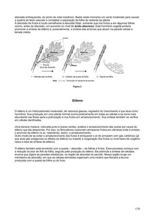 179 
abscisão enfraquecida, do ponto de vista mecânico. Basta neste momento um vento moderado para causar a quebra do feixe vascular e completar a separação da folha do restante da planta. A abscisão de frutos é muito semelhante à abscisão foliar, somente que nos frutos e em algumas folhas ocorre, antes da abscisão, um aumento no nível de ácido abscísico. Este hormônio vegetal poderia promover a síntese de etileno e, possivelmente, a síntese das enzimas que atuam na parede celular e lamela média. 
Etileno 
O etileno é um hidrocarboneto insaturado, de natureza gasosa, regulador do crescimento e que atua como hormônio. Sua produção em uma planta normal ocorre praticamente em todas as células e se torna mais abundante nas flores após a polinização e nos frutos em amadurecimento. Sua síntese também se verifica em células danificadas. 
Uma banana madura, colocada junto a outras verdes, acelera o amadurecimento das outras por causa do etileno que ela desprende. Por isso, os floricultores costumam armazenar frutos em câmaras onde é evitado o acúmulo de etileno no ar, retardando, assim, o amadurecimento. Outro modo de se evitar o amadurecimento dos frutos é enriquecer o ar do armazém com gás carbônico (já que esse gás antagoniza os efeitos do etileno) ou impedir a oxigenação dos frutos (o nível baixo de oxigênio reduz a taxa de síntese de etileno). 
O etileno também está envolvido com a queda – abscisão – de folhas e frutos. Esse processo começa com a redução do teor de AIA da folha, seguido pela produção do etileno. Ele estimula a síntese de celulase, enzima que digere as paredes celulósicas, na região de abscisão do pecíolo. Nessa região surge um meristema de abscisão, em que as células derivadas organizam uma cicatriz que fechará a lacuna produzida com a queda da folha ou do fruto. 
 