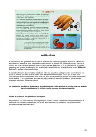 180 
As Giberelinas 
A história inicial das giberelinas foi um produto exclusivo dos cientistas japoneses. Em 1926, E.Kurosawa estudava uma doença de arroz (Oryza sativa) denominada de doença das "plantinhas loucas", na qual a planta crescia rapidamente, era alta, com coloração pálida e adoentada, com tendência a cair. Kurosawa descobriu que a causa de tal doença era uma substância produzida por uma espécie de fungo, Gibberella fujikuroi, o qual parasitava as plântulas. A giberelina foi assim denominada e isolada em 1934. As giberelinas estão presentes possivelmente em todas as plantas, por todas as suas partes e em diferentes concentrações, sendo que as mais altas concentrações estão em sementes ainda imaturas. Mais de 78 giberelinas já foram isoladas e identificadas quimicamente. O grupo mais bem estudado e o GA3 (conhecido por acido giberélico), que é também produzido pelo fungo Gibberella fujikuroi. 
As giberelinas têm efeitos drásticos no alongamento dos caules e folhas de plantas intactas, através da estimulação tanto da divisão celular como do alongamento celular. 
Locais de produção das giberelinas no vegetal 
As giberelinas são produzidas em tecidos jovens do sistema caulinar e sementes em desenvolvimento. É incerto se sua síntese ocorre também nas raízes. Após a síntese, as giberelinas são provavelmente transportadas pelo xilema e floema.  