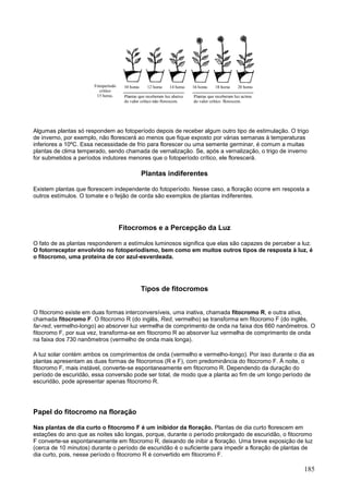185 
Algumas plantas só respondem ao fotoperíodo depois de receber algum outro tipo de estimulação. O trigo de inverno, por exemplo, não florescerá ao menos que fique exposto por várias semanas à temperaturas inferiores a 10ºC. Essa necessidade de frio para florescer ou uma semente germinar, é comum a muitas plantas de clima temperado, sendo chamada de vernalização. Se, após a vernalização, o trigo de inverno for submetidos a períodos indutores menores que o fotoperíodo crítico, ele florescerá. 
Plantas indiferentes 
Existem plantas que florescem independente do fotoperíodo. Nesse caso, a floração ocorre em resposta a outros estímulos. O tomate e o feijão de corda são exemplos de plantas indiferentes. 
Fitocromos e a Percepção da Luz 
O fato de as plantas responderem a estímulos luminosos significa que elas são capazes de perceber a luz. O fotorreceptor envolvido no fotoperiodismo, bem como em muitos outros tipos de resposta à luz, é o fitocromo, uma proteína de cor azul-esverdeada. 
Tipos de fitocromos 
O fitocromo existe em duas formas interconversíveis, uma inativa, chamada fitocromo R, e outra ativa, chamada fitocromo F. O fitocromo R (do inglês, Red, vermelho) se transforma em fitocromo F (do inglês, far-red, vermelho-longo) ao absorver luz vermelha de comprimento de onda na faixa dos 660 nanômetros. O fitocromo F, por sua vez, transforma-se em fitocromo R ao absorver luz vermelha de comprimento de onda na faixa dos 730 nanômetros (vermelho de onda mais longa). 
A luz solar contém ambos os comprimentos de onda (vermelho e vermelho-longo). Por isso durante o dia as plantas apresentam as duas formas de fitocromos (R e F), com predominância do fitocromo F. À noite, o fitocromo F, mais instável, converte-se espontaneamente em fitocromo R. Dependendo da duração do período de escuridão, essa conversão pode ser total, de modo que a planta ao fim de um longo período de escuridão, pode apresentar apenas fitocromo R. 
Papel do fitocromo na floração 
Nas plantas de dia curto o fitocromo F é um inibidor da floração. Plantas de dia curto florescem em estações do ano que as noites são longas, porque, durante o período prolongado de escuridão, o fitocromo F converte-se espontaneamente em fitocromo R, deixando de inibir a floração. Uma breve exposição de luz (cerca de 10 minutos) durante o período de escuridão é o suficiente para impedir a floração de plantas de dia curto, pois, nesse período o fitocromo R é convertido em fitocromo F.  