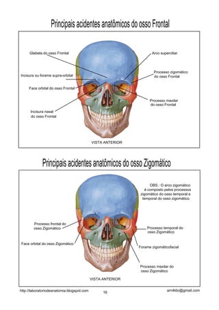 PrincipaisacidentesanatômicosdoossoFrontal
Glabela do osso Frontal
Incisura ou forame supra-orbital
Face orbital do osso Frontal
Processo zigomático
do osso Frontal
PrincipaisacidentesanatômicosdoossoZigomático
VISTA ANTERIOR
VISTA ANTERIOR
Processo temporal do
osso Zigomático
Processo frontal do
osso Zigomático
Face orbital do osso Zigomático
Forame zigomáticofacial
Processo maxilar do
osso Zigomático
Processo maxilar
do osso Frontal
Incisura nasal
do osso Frontal
Arco superciliar
OBS.: O arco zigomático
é composto pelos processos
zigomático do osso temporal e
temporal do osso zigomático.
16
arn4ldo@gmail.comhttp://laboratoriodeanatomia.blogspot.com
 