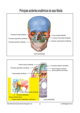 Processo frontal da Maxila
Processo zigomático da Maxila
Processo alveolar da Maxila
Face orbital da Maxila
Espinha nasal anterior da Maxila
Forame infra-orbital da Maxila
PrincipaisacidentesanatômicosdoossoMaxila
VISTA ANTERIOR
VISTA INFERIOR
Fossa incisiva da Maxila
Processo palatino da Maxila
Sutura palatina mediana
Sutura palatina transversa
Processo zigomático da Maxila
Tuberosidade da Maxila
FOSSA INFRA-TEMPORAL EXPOSTA
Fossa infratemporal da Maxila
Forames alveolares
Fissura orbital inferior
17 arn4ldo@gmail.comhttp://laboratoriodeanatomia.blogspot.com
 