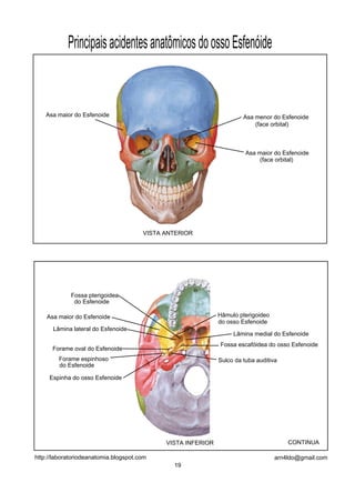 PrincipaisacidentesanatômicosdoossoEsfenóide
VISTA ANTERIOR
Asa menor do Esfenoide
(face orbital)
Asa maior do Esfenoide
(face orbital)
Asa maior do Esfenoide
VISTA INFERIOR
Asa maior do Esfenoide
Lâmina lateral do Esfenoide
Lâmina medial do Esfenoide
Fossa pterigoidea
Forame oval do Esfenoide
Forame espinhoso
Espinha do osso Esfenoide
Sulco da tuba auditiva
Fossa escafóidea do osso Esfenoide
Hâmulo pterigoideo
do osso Esfenoide
do Esfenoide
do Esfenoide
CONTINUA
19
arn4ldo@gmail.comhttp://laboratoriodeanatomia.blogspot.com
 
