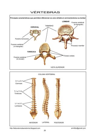 C-1 a C-7
Cervicais
T-1 a T-12
Torácicas
L-1 a L-5
Lombares
COLUNA VERTEBRAL
VÉRTEBRAS
CERVICAL
LOMBAR
TORÁCICA
Forame transverso
Fóveas costais
Processo mamilar
Forame vertebral
Forame vertebral
(é circular)
( é triangular)
Principais caracteristicas que permitem diferenciar se uma vértebra é cervical,torácica ou lombar
TAMANHO
Forame vertebral
(é triangular)
VISTA SUPERIOR
LATERAL POSTERIORANTERIOR
28
arn4ldo@gmail.comhttp://laboratoriodeanatomia.blogspot.com
 