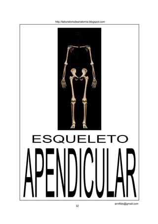 ESQUELETO
APENDICULAR32
arn4ldo@gmail.com
http://laboratoriodeanatomia.blogspot.com
 