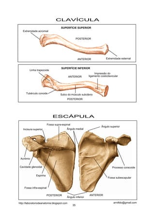SUPERFÍCIE SUPERIOR
ANTERIOR
SUPERFÍCIE INFERIOR
POSTERIOR
ANTERIOR
POSTERIOR
Extremidade acromial
Extremidade esternal
Impressão do
Tubérculo conoide
Linha trapezoide
Sulco do músculo subclávio
CLAVÍCULA
ESCÁPULA
POSTERIOR ANTERIOR
Espinha
Acrômio
Cavidade glenoidal Processo coracoide
Incisura superior
Ângulo superior
Ângulo inferior
Fossa supra-espinal
Ângulo medial
Fossa infra-espinal
Fossa subescapular
35
arn4ldo@gmail.comhttp://laboratoriodeanatomia.blogspot.com
ligamento costoclavicular
 