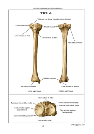 TÍBIA
VISTA ANTERIOR
VISTA SUPERIOR
VISTA POSTERIOR
Côndilo lateral
Tuberosidade da Tíbia
Maléolo medial
Linha oblíqua da tíbia
Face articular do maléolo
Área intercondilar anterior
Face articular fibular
Côndilo medial
Tubérculo intercondilar medial
Tubérculo intercondilar lateral
Face articular inferior
Tubérculo (de Gerdy, inserção do trato iliotibial)
Área intercondilar posterior
Face articular superior
Face articular superior(faceta lateral)
(faceta medial)
Tuberosidade da Tíbia
45
arn4ldo@gmail.com
http://laboratoriodeanatomia.blogspot.com
 