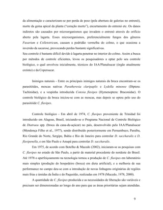 9
da alimentação e caracterizam-se por perda de peso (pela abertura de galerias no entrenó),
morte da gema apical da planta (“coração morto”), encurtamento do entrenó etc. Os danos
indiretos são causados por microorganismos que invadem o entrenó através do orifício
aberto pela lagarta. Esses microorganismos, preferencialmente fungos dos gêneros
Fusarium e Colletotricum, causam a podridão vermelha do colmo, o que ocasiona a
inversão da sacarose, provocando perdas bastante significativas.
Seu controle é bastante difícil devido à lagarta penetrar no interior do colmo. Assim a busca
por métodos de controle eficientes, levou os pesquisadores a optar pelo seu controle
biológico, o qual envolveu inicialmente, técnicos do IAA/Planalsucar (órgão atualmente
extinto) e da Copersucar.
Inimigos naturais - Entre os principais inimigos naturais da broca encontram-se os
parasitóides, moscas nativas Paratheresia claripaplis e Lydella minense (Díptera:
Tachinidae), e a vespinha introduzida Cotesia flavipes (Hymenoptera: Braconidae). O
controle biológico da broca iniciou-se com as moscas, mas depois se optou pelo uso do
parasitóide C. flavipes.
Controle biológico - Em abril de 1974, C. flavipes proveniente de Trinidad foi
introduzido em Alagoas, Brasil, iniciando-se o Programa Nacional de Controle Biológico
de Diatraea spp. (broca da cana-de-açúcar) no país, desenvolvido pelo IAA/Planalsucar
(Mendonça Filho et al., 1977), sendo distribuído posteriormente em Pernambuco, Paraíba,
Rio Grande do Norte, Sergipe, Bahia e Rio de Janeiro para controlar D. saccharalis e D.
flavipenella, e em São Paulo e Amapá para controlar D. saccharalis.
Em 1975, de acordo com Botelho & Macedo (2002), iniciaram-se as pesquisas com
C. flavipes no estado de São Paulo, a partir de material procedente do nordeste do Brasil.
Até 1978 o aperfeiçoamento na tecnologia tornou a produção de C. flavipes em laboratório
mais simples (produção do hospedeiro (broca) em dieta artificial), e a melhoria de sua
performance no campo deu-se com a introdução de novas linhagens originárias de regiões
mais frias e úmidas da Índia e do Paqusitão, realizadas em 1978 (Macedo, 1978, 2000).
A quantidade de C. flavipes produzida e as necessidades de liberação são variáveis e
precisam ser dimensionadas ao longo do ano para que as áreas prioritárias sejam atendidas.
 