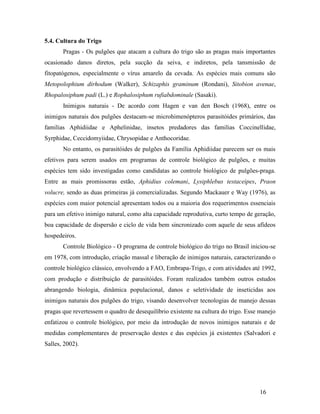 16
5.4. Cultura do Trigo
Pragas - Os pulgões que atacam a cultura do trigo são as pragas mais importantes
ocasionado danos diretos, pela sucção da seiva, e indiretos, pela tansmissão de
fitopatógenos, especialmente o vírus amarelo da cevada. As espécies mais comuns são
Metopolophium dirhodum (Walker), Schizaphis graminum (Rondani), Sitobion avenae,
Rhopalosiphum padi (L.) e Rophalosiphum rufiabdominale (Sasaki).
Inimigos naturais - De acordo com Hagen e van den Bosch (1968), entre os
inimigos naturais dos pulgões destacam-se microhimenópteros parasitóides primários, das
familias Aphidiidae e Aphelinidae, insetos predadores das familias Coccinellidae,
Syrphidae, Ceccidomyiidae, Chrysopidae e Anthocoridae.
No entanto, os parasitóides de pulgões da Família Aphidiidae parecem ser os mais
efetivos para serem usados em programas de controle biológico de pulgões, e muitas
espécies tem sido investigadas como candidatas ao controle biológico de pulgões-praga.
Entre as mais promissoras estão, Aphidius colemani, Lysiphlebus testaceipes, Praon
volucre, sendo as duas primeiras já comercializadas. Segundo Mackauer e Way (1976), as
espécies com maior potencial apresentam todos ou a maioria dos requerimentos essenciais
para um efetivo inimigo natural, como alta capacidade reprodutiva, curto tempo de geração,
boa capacidade de dispersão e ciclo de vida bem sincronizado com aquele de seus afídeos
hospedeiros.
Controle Biológico - O programa de controle biológico do trigo no Brasil iniciou-se
em 1978, com introdução, criação massal e liberação de inimigos naturais, caracterizando o
controle biológico clássico, envolvendo a FAO, Embrapa-Trigo, e com atividades até 1992,
com produção e distribuição de parasitóides. Foram realizados também outros estudos
abrangendo biologia, dinâmica populacional, danos e seletividade de inseticidas aos
inimigos naturais dos pulgões do trigo, visando desenvolver tecnologias de manejo dessas
pragas que revertessem o quadro de desequilíbrio existente na cultura do trigo. Esse manejo
enfatizou o controle biológico, por meio da introdução de novos inimigos naturais e de
medidas complementares de preservação destes e das espécies já existentes (Salvadori e
Salles, 2002).
 