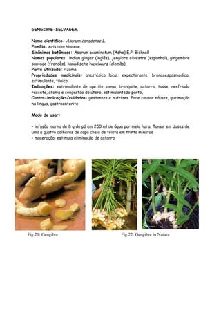 GENGIBRE-SELVAGEM

  Nome científico: Asarum canadense L.
  Família: Aristolochiaceae.
  Sinônimos botânicos: Asarum acuminatum (Ashe) E.P. Bicknell
  Nomes populares: indian ginger (inglês), jengibre silvestre (espanhol), gingembre
  sauvage (francês), kanadische haselwurz (alemão),
  Parte utilizada: rizoma.
  Propriedades medicinais: anestésica local, expectorante, broncoespasmodica,
  estimulante, tônico
  Indicações: estrimulante de apetite, asma, bronquite, catarro, tosse, resfriado
  rescete, atonia e congestão do útero, estimulantedo parto,
  Contra-indicações/cuidados: gestantes e nutrizes. Pode causar náuses, queimação
  na língua, gastroenterite

  Modo de usar:

  - infusão morna de 8 g do pó em 250 ml de água por meia hora. Tomar em doses de
  uma a quatro colheres de sopa cheia de trinta em trinta minutos
  - maceração: estimula eliminação de catarro




Fig.21: Gengibre                               Fig.22: Gengibre in Natura
 