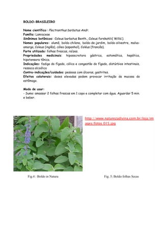 BOLDO-BRASILEIRO

Nome científico: Plectranthus barbatus Andr.
Família: Lamiaceae
Sinônimos botânicos: Coleus barbatus Benth., Coleus forskohlii( Willd.).
Nomes populares: alumã, boldo-chileno, boldo-de-jardim, boldo-silvestre, malva-
amarga, Coleus (inglês), cóleo (espanhol), Coléus (francês).
Parte utilizada: folhas frescas, raízes.
Propriedades     medicinais: hiposecretora gástrica, estomática, hepática,
hipotensora tônica.
Indicações: fadiga do fígado, cólica e congestão do fígado, distúrbios intestinais,
ressaca alcoólica
Contra-indicações/cuidados: pessoas com úlceras, gastrites.
Efeitos colaterais: doses elevadas podem provocar irritação da mucosa do
estômago.

Modo de usar:
- Sumo: amassar 2 folhas frescas em 1 copo e completar com água. Aguardar 5 min.
e beber.




                                           http://www.naturezadivina.com.br/loja/im
                                           ages/fotos 015.jpg




   Fig.4 : Boldo in Natura                               Fig. 5: Boldo folhas Secas
 