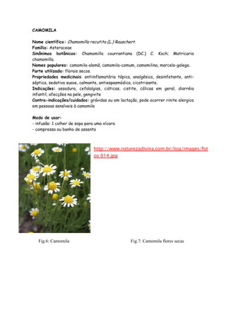 CAMOMILA

Nome científico: Chamomilla recutita (L.) Rauschert.
Família: Asteraceae
Sinônimos botânicos: Chamomilla courrantiana (DC.) C. Koch; Matricaria
chamomilla.
Nomes populares: camomila-alemã, camomila-comum, camomilina, marcela-galega.
Parte utilizada: florais secos.
Propriedades medicinais: antiinflamatória tópica, analgésica, desinfetante, anti-
séptica, sedativa suave, calmante, antiespasmódica, cicatrizante.
Indicações: assadura, cefalalgias, ciáticas, cistite, cólicas em geral, diarréia
infantil, afecções na pele, gengivite
Contra-indicações/cuidados: grávidas ou em lactação, pode ocorrer rinite alergica
em pessoas sensíveis à camomila

Modo de usar:
- infusão: 1 colher de sopa para uma xícara
- compressa ou banho de assento



                                http://www.naturezadivina.com.br/loja/images/fot
                                os 014.jpg




   Fig.6: Camomila                               Fig.7: Camomila flores secas
 
