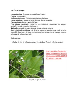 CAPÉU-DE-COURO

Nome científico: Echinodorus grandiflorus ( cham. .
Família: Alismataceae
Sinônimos botânicos: Echinodorus...
