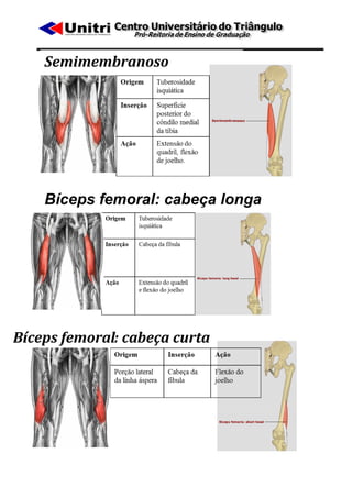 Semimembranoso




    Bíceps femoral: cabeça longa




Bíceps femoral: cabeça curta
 