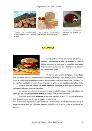 Colégio Batista do Cariri – 9º ano




                                                                                  A quitina é um polissacarídeo
 A madeira é rica em celulose sendo       O pão, o macarrão e outros produtos à   encontrado   na   carapaça   de
 fonte de matéria prima para a produção   base de cereais são ricos em amido.     besouros.
 do papel




                                                 1.4. LIPÍDEOS




                                                         São substâncias muito abundantes em animais e
                                               vegetais. Compreendem os óleos, as gorduras, as ceras, os
                                               lipídeos compostos e finalmente os esteróides, que apesar
                                               de estruturalmente diferentes dos outros lipídios, ainda assim
                                               são considerados lipídios.


                                                         Os lipídios são também compostos energéticos,
pois, na falta de glicose, a célula os oxida para liberação de energia. Uma molécula lipídica fornece o
dobro da quantidade de calorias em relação ao que oferece uma molécula glicídica. Entretanto, por
ser mais fácil a oxidação de uma molécula de glicose, os lipídios só são metabolizados na falta desta.
        Na célula eles têm também um papel estrutural. Participam da formação da estrutura da
membrana plasmática e de diversas outras.
        Nos animais homeotermos (temperatura corporal constante), existe uma camada adiposa sob
a pele que tem a função de isolante térmico, evitando a perda excessiva de calor.
        Os lipídios atuam como solventes de algumas vitaminas (A, D, E, K) e outras substâncias
ditas lipossolúveis, de grande importância para os organismos.
Uma característica importante de todos os lipídios é a circunstância de não se dissolverem na água,
sendo solúveis apenas nos chamados solventes orgânicos como o álcool, o éter, o clorofórmio e o
benzeno.




                               Apostila de Biologia – Prof. Luis Carlos                                             10
 