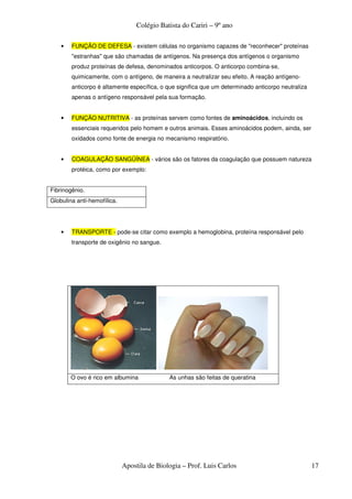 Colégio Batista do Cariri – 9º ano

    •   FUNÇÃO DE DEFESA - existem células no organismo capazes de "reconhecer" proteínas
        "estranhas" que são chamadas de antígenos. Na presença dos antígenos o organismo
        produz proteínas de defesa, denominados anticorpos. O anticorpo combina-se,
        quimicamente, com o antígeno, de maneira a neutralizar seu efeito. A reação antígeno-
        anticorpo é altamente específica, o que significa que um determinado anticorpo neutraliza
        apenas o antígeno responsável pela sua formação.


    •   FUNÇÃO NUTRITIVA - as proteínas servem como fontes de aminoácidos, incluindo os
        essenciais requeridos pelo homem e outros animais. Esses aminoácidos podem, ainda, ser
        oxidados como fonte de energia no mecanismo respiratório.


    •   COAGULAÇÃO SANGÜÍNEA - vários são os fatores da coagulação que possuem natureza
        protéica, como por exemplo:


Fibrinogênio.
Globulina anti-hemofílica.




    •   TRANSPORTE - pode-se citar como exemplo a hemoglobina, proteína responsável pelo
        transporte de oxigênio no sangue.




        O ovo é rico em albumina             As unhas são feitas de queratina




                             Apostila de Biologia – Prof. Luis Carlos                               17
 