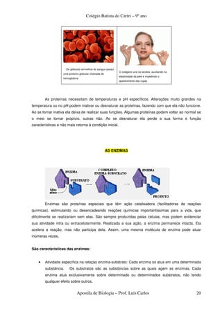 Colégio Batista do Cariri – 9º ano




                      Os glóbulos vermelhos do sangue possui
                                                               O colágeno une os tecidos, auxiliando na
                   uma proteína globular chamada de
                                                               elasticidade da pele e impedindo o
                   hemoglobina
                                                               aparecimento das rugas




        As proteínas necessitam de temperaturas e pH específicos. Alterações muito grandes na
temperatura ou no pH podem inativar ou desnaturar as proteínas, fazendo com que ela não funcione.
Ao se tornar inativa ela deixa de realizar suas funções. Algumas proteínas podem voltar ao normal se
o meio se tornar propício, outras não. Ao se desnaturar ela perde a sua forma e função
características e não mais retorna à condição inicial.




                                                      AS ENZIMAS




        Enzimas são proteínas especiais que têm ação catalisadora (facilitadoras de reações
químicas), estimulando ou desencadeando reações químicas importantíssimas para a vida, que
dificilmente se realizariam sem elas. São sempre produzidas pelas células, mas podem evidenciar
sua atividade intra ou extracelularmente. Realizada a sua ação, a enzima permanece intacta. Ela
acelera a reação, mas não participa dela. Assim, uma mesma molécula de enzima pode atuar
inúmeras vezes.


São características das enzimas:


    •   Atividade específica na relação enzima-substrato: Cada enzima só atua em uma determinada
        substância.     Os substratos são as substâncias sobre as quais agem as enzimas. Cada
        enzima atua exclusivamente sobre determinado ou determinados substratos, não tendo
        qualquer efeito sobre outros.


                              Apostila de Biologia – Prof. Luis Carlos                                    20
 
