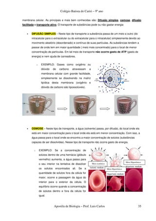 Colégio Batista do Cariri – 9º ano

membrana celular. As principais e mais bem conhecidas são: Difusão simples, osmose, difusão
facilitada e transporte ativo. O transporte de substâncias pode ou não gastar energia


   •   DIFUSÃO SIMPLES – Neste tipo de transporte a substância passa de um meio a outro (do
       intracelular para o extracelular ou do extracelular para o intracelular) simplesmente devido ao
       movimento aleatório (desordenado) e contínuo de suas partículas. As substâncias tendem a
       passar de onde tem em maior quantidade ( meio mais concentrado) para o local de menor
       concentração de partículas. Em tal meio de transporte não ocorre gasto de ATP (gasto de
       energia) e nem ajuda de carreadores.


             o     EXEMPLO: Gases como oxigênio ou
                   dióxido      de    carbono   atravessam       a
                   membrana celular com grande facilidade,
                   simplesmente se dissolvendo na matriz
                   lipídica desta membrana (oxigênio e
                   dióxido de carbono são lipossolúveis).




   •   OSMOSE – Neste tipo de transporte, a água (solvente) passa, por difusão, do local onde ela
       está em maior concentração para o local onde ela está em menor concentração. Com isso, a
       água passa para o local onde se encontra a maior concentração de solutos (substâncias
       capazes de ser dissolvidas). Nesse tipo de transporte não ocorre gasto de energia.


         o       EXEMPLO:        Se   a concentração        de
                 solutos dentro de uma hemácia (glóbulo
                 vermelho) aumenta, a água passa para
                                                                                                         Meio Hipertônico
                 o seu interior na tentativa de dissolver            Meio isotônico

                 os   solutos    encontrados    ali.   Se    a                        Meio Hipertônico
                 quantidade de solutos fora da célula for
                 maior, ocorre a passagem da água do
                 interior para o exterior da célula. O
                 equilíbrio ocorre quando a concentração
                 de solutos dentro e fora da célula for
                 igual.



                                Apostila de Biologia – Prof. Luis Carlos                                              35
 