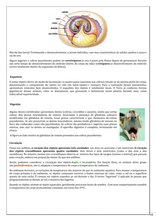 10 
Não há fase larval. Terminando o desenvolvimento, o jovem indivíduo, com mas características do adulto, quebra a casca e 
sai do ovo. 
Alguns lagartos e cobras peçonhentas podem ser ovovivíparos (o ovo é posto pela fêmea depois de permanecer durante 
um certo tempo do desenvolvimento do embrião dentro do corpo da mãe) ouvivíparos (o desenvolvimento do embrião 
ocorre totalmente dentro do organismo da fêmea). 
Esqueleto 
O nome répteis deriva do modo de locomoção: as quatro patas (ausentes nas cobras) situam-se no mesmo plano do corpo, 
determinando o rastejamento do ventre no solo (do latim reptare = rastejar). Para a realização desses movimentos, 
apresentam músculos bem desenvolvidos. O esqueleto dos répteis é totalmente ósseo. A Terra já conheceu formas 
gigantescas desses animais, como os dinossauros, que povoaram e dominaram nosso planeta durante anos, como 
indiscutível superioridade. 
Digestão 
Alguns desses vertebrados apresentam dentes (cobras, crocodilos e jacarés), sendo que certas 
cobras têm presas inoculadoras de veneno. Associadas à presença de glândulas salivares 
modificadas em glândulas de veneno, essas presas caracterizam o que chamamos de cobras 
peçonhentas. Se não possuírem os dentes inoculadores, mesmo tendo glândulas de veneno na 
boca são conhecidas como não-peçonhentas. As cobras são predadoras e ingerem suas presas 
inteiras, sem usar os dentes na mastigação. O aparelho digestivo é completo, terminando em 
cloaca. 
A figura ao lado mostra as glândulas de veneno presentes nas cobras peçonhentas. 
Circulação 
Como nos anfíbios, o coração dos répteis apresenta três cavidades: um átrio ou aurículas e um ventrículo. O coração 
dos répteis crocodilianos apresenta quatro cavidades: dois átrios e dois ventrículos (como o das aves e dos 
mamíferos). No entanto, mesmo nos crocodilianos observa-se mistura dos tipos de sangue (venoso e arterial) que passam 
pelo coração, embora em proporção menor do que nos anfíbios. 
Assim, podemos considerar a circulação dos répteis dupla e incompleta. Em função disso, os animais desse grupo 
são pecilodérmicos, isto é, adaptam a temperatura do corpo a temperatura do ambiente. 
No ambiente terrestre, as variações de temperatura são maiores do que no ambiente aquático. Para manter a temperatura 
do corpo próximo à do ambiente, os répteis costumam recorrer a fontes externas de calor, como o sol ou a superfície 
quente de uma rocha. É comum ver répteis expostos ao sol durante o dia. O termo “lagartear” é aplicado às pessoa que 
preguiçosamente se deitam ao sol, a maneira dos lagartos. 
Quando os répteis sentem-se muito aquecidos, geralmente procuram locais de sombra. Com esse comportamento mantêm 
a temperatura do corpo praticamente constante, em torno dos 37ºC. 
 